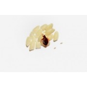 Bed Bugs are an age old problem. Find some answers here Bed Bugs are an age old problem. Find some answers here